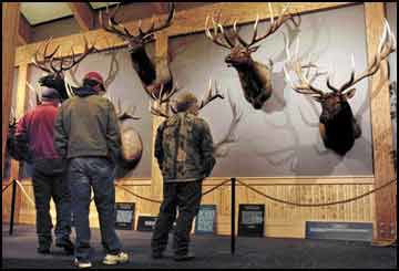 Wall of elk heads, Missoula